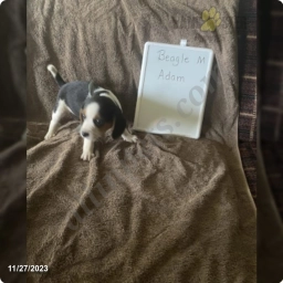 Adam  puppies for sale