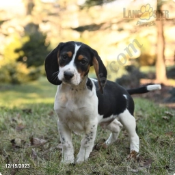 Roman  puppies for sale