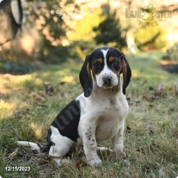 Roman  puppies for sale