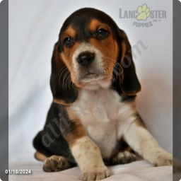 Mocha  puppies for sale