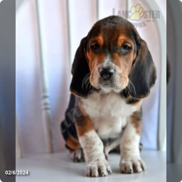 Mocha  puppies for sale