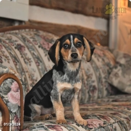 Tyler  puppies for sale