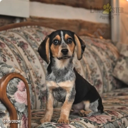 Tyler  puppies for sale