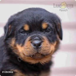 Theo  puppies for sale