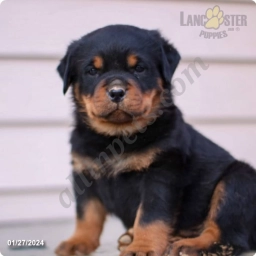 Theo  puppies for sale