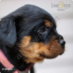 Callie  puppies for sale