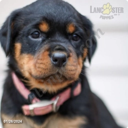 Callie  puppies for sale