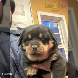 Thunder  puppies for sale