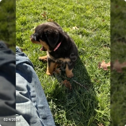Thunder  puppies for sale