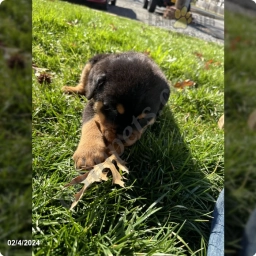Trueno  puppies for sale