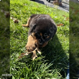 Trueno  puppies for sale