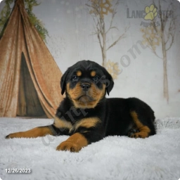 Cheyenne  puppies for sale