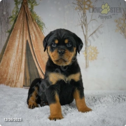 Cheyenne  puppies for sale