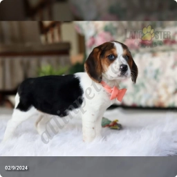 Chloe  puppies for sale