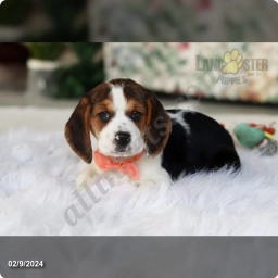 Chloe  puppies for sale