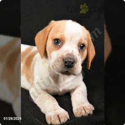 Poky  puppies for sale