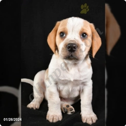 Poky  puppies for sale