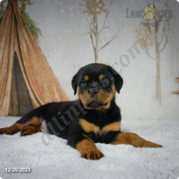 Jake  puppies for sale