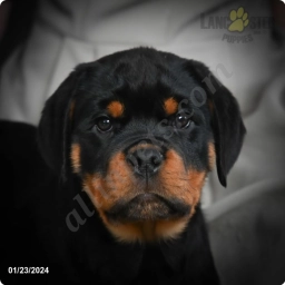 Jake  puppies for sale