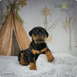 Jake