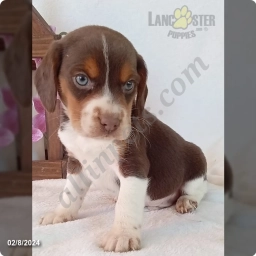 Copper  puppies for sale