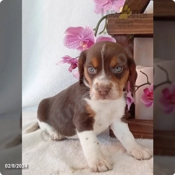 Copper  puppies for sale