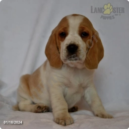 Coconut  puppies for sale