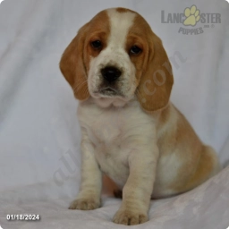 Coconut  puppies for sale