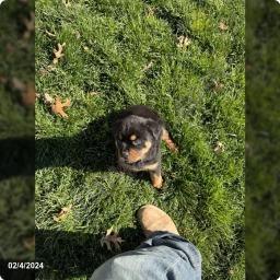 Rayo  puppies for sale