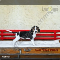 Shelly  puppies for sale
