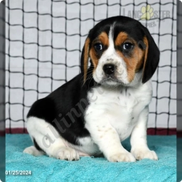 Loyd  puppies for sale