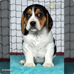 Loyd  puppies for sale