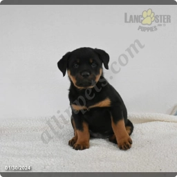 Indy  puppies for sale