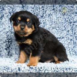 Koda  puppies for sale