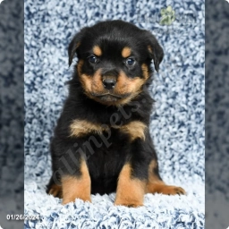 Koda  puppies for sale