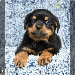 Koda