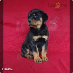 Braden  puppies for sale