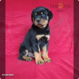 Braden  puppies for sale