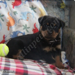 Brown Collar  puppies for sale
