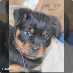 Brown Collar  puppies for sale