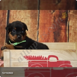Tequila  puppies for sale