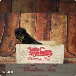 Tequila  puppies for sale