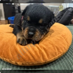 Crunchy  puppies for sale