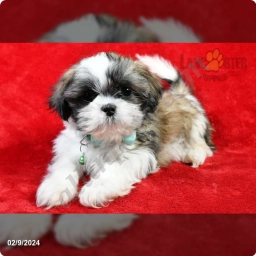 Kaden  puppies for sale