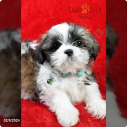 Kaden  puppies for sale