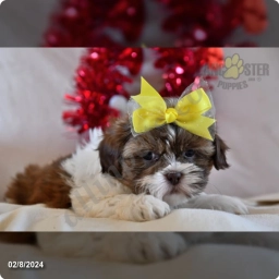 Levi  puppies for sale