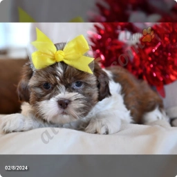 Levi  puppies for sale