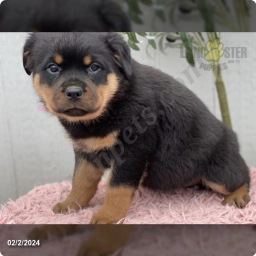 Wilma  puppies for sale