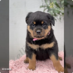 Wilma  puppies for sale