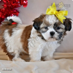 Ethan  puppies for sale